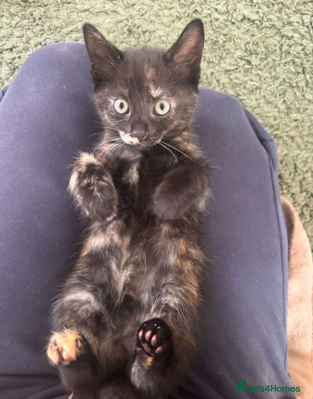 Mixed Breed cats for sale: Last girl left 🐈‍⬛ ready to leave  - Image 1