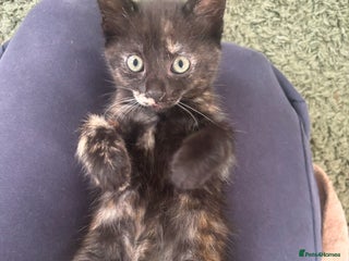 Mixed Breed cats - Advert 27