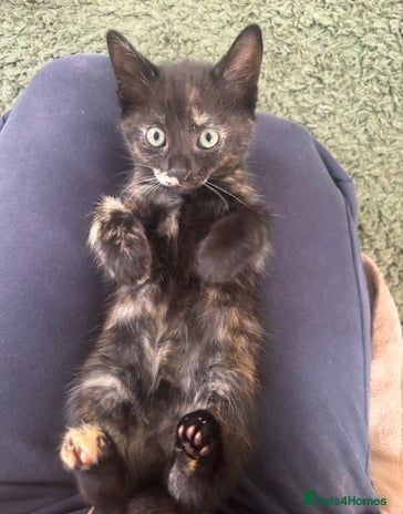 Mixed Breed cats - Advert 19