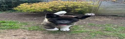 Akita dogs for sale: Handsome and Playful American Akita 1 Year Old Boy - Advert 4