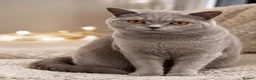 British Shorthair cats for sale: 🍫Beautiful Chocolate British Shorthair Kittens🍫 in Watford - Advert 4