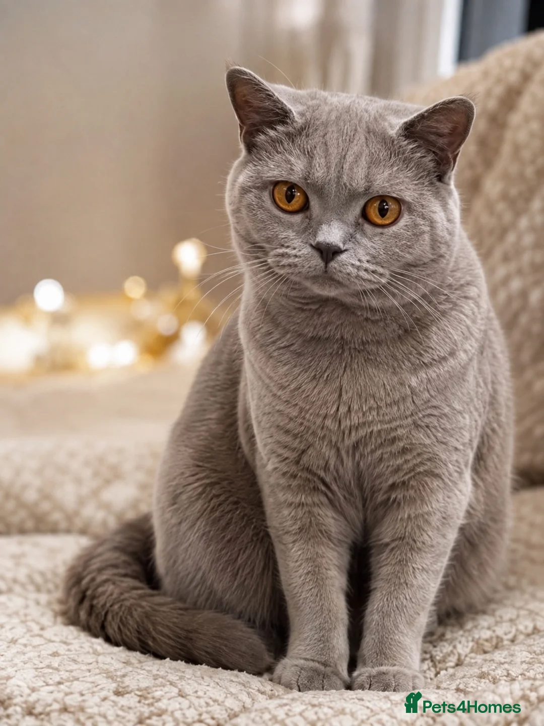 British Shorthair cats for sale: 🍫Beautiful Chocolate British Shorthair Kittens🍫 in Watford - Advert 4