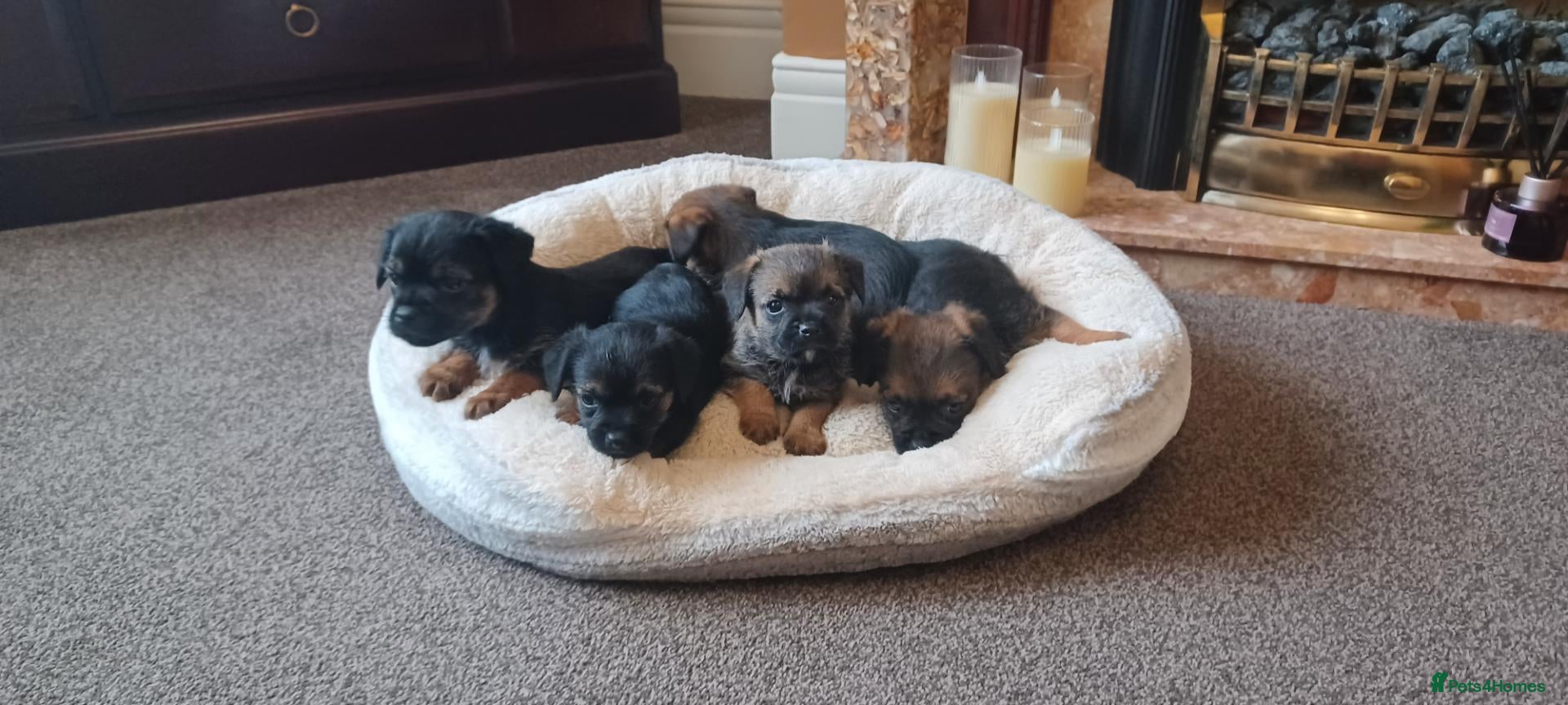 Border Terrier dogs for sale: Boarder terriers 3 boys - Advert 2