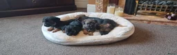 Border Terrier dogs for sale: Boarder terriers 3 boys in Durham - Advert 1