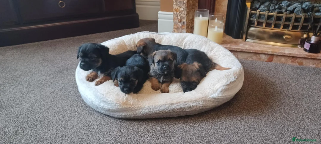 Border Terrier dogs for sale: Boarder terriers 3 boys in Durham - Advert 1