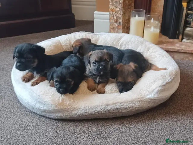 Border Terrier dogs for sale: Boarder terriers 3 boys - Advert 2