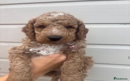 Cockapoo dogs for sale: 🐾 Gorgeous cockapoo puppies🐾 - Image 4