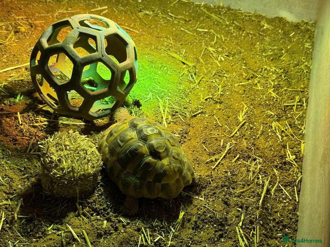Tortoise reptiles for sale: 2 tortoises for sale  - Image 5
