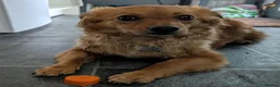 Mixed Breed dogs for adoption: Fabulous Freddy in Southampton - Advert 2