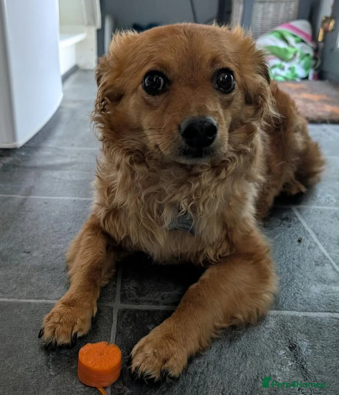Mixed Breed dogs for adoption: Fabulous Freddy in Southampton - Advert 2
