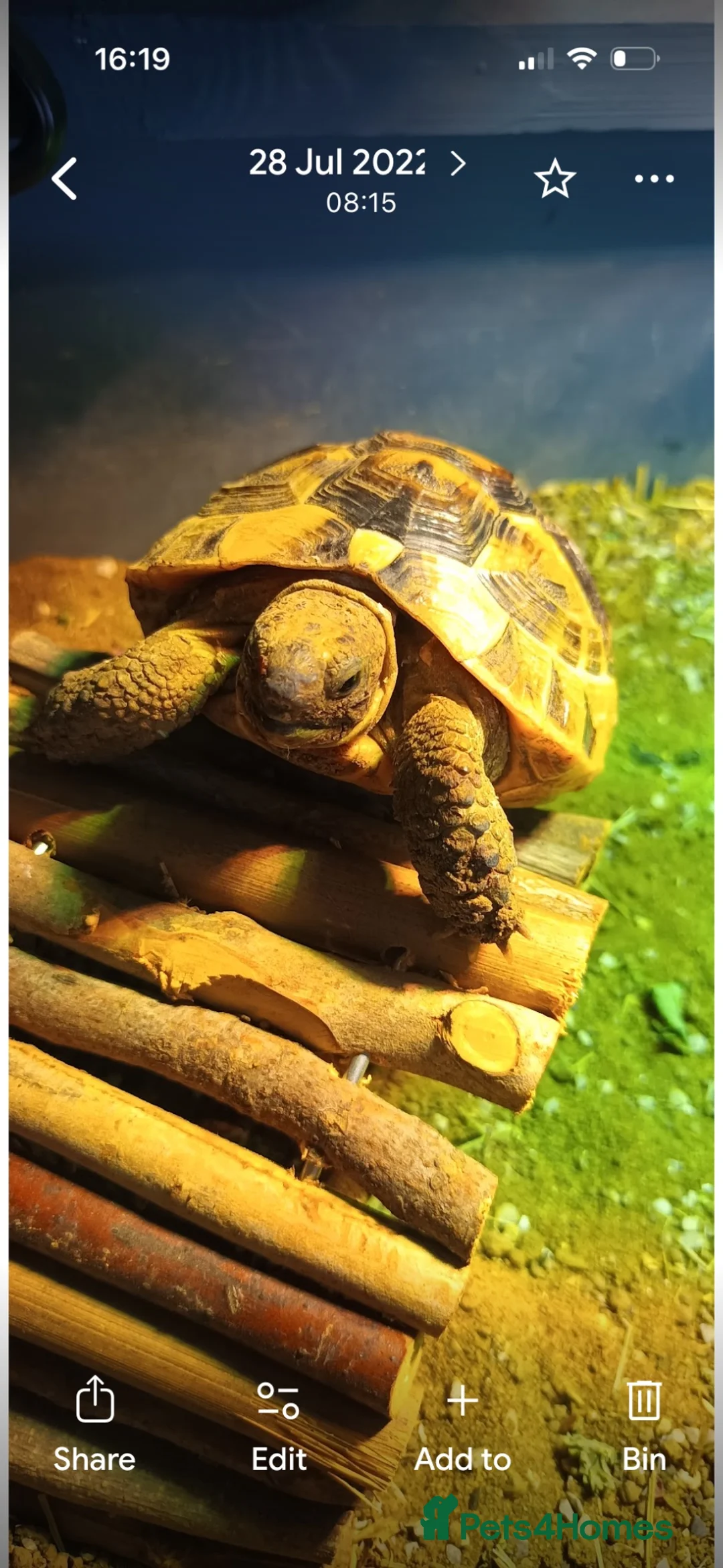 Tortoise reptiles for sale: Spur thigh tortoise 4 years old - Advert 2