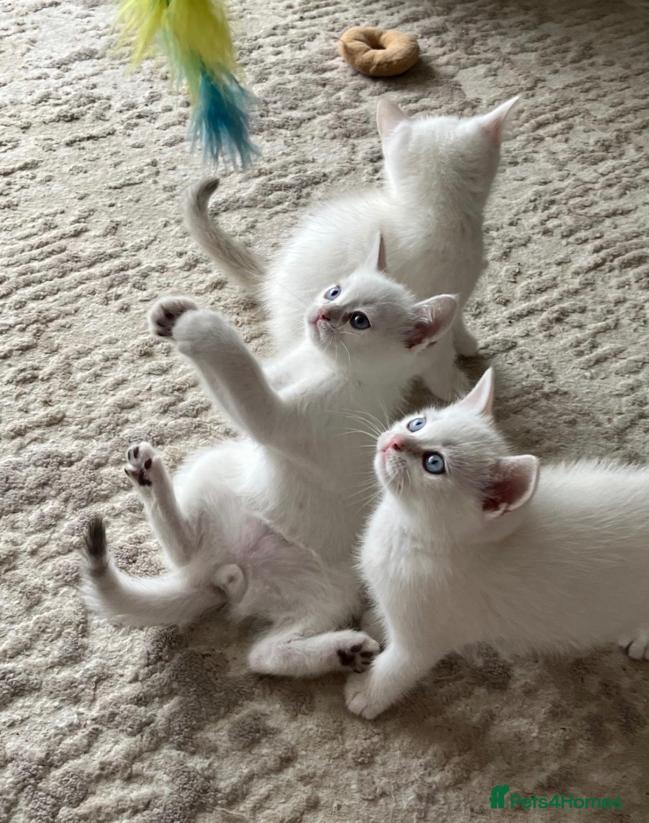 British Shorthair cats Beautiful Blue-Eyed Ragdoll × British Shorthair - Advert 2