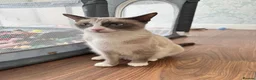 Siamese cats for sale: Siamese beautiful girl kitten  - Advert 2