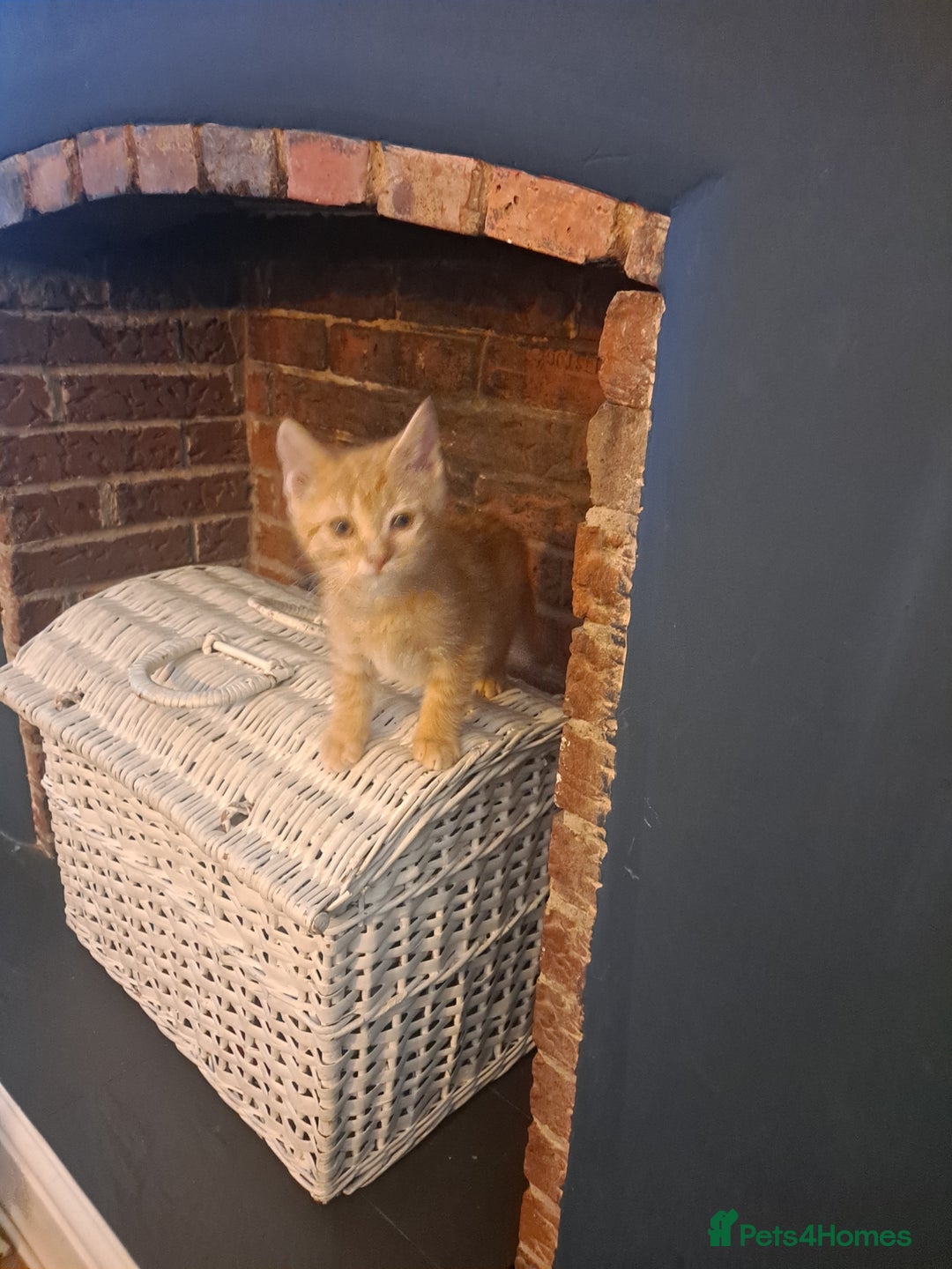 Mixed Breed cats for sale: Bengal x Persian  - Advert 6