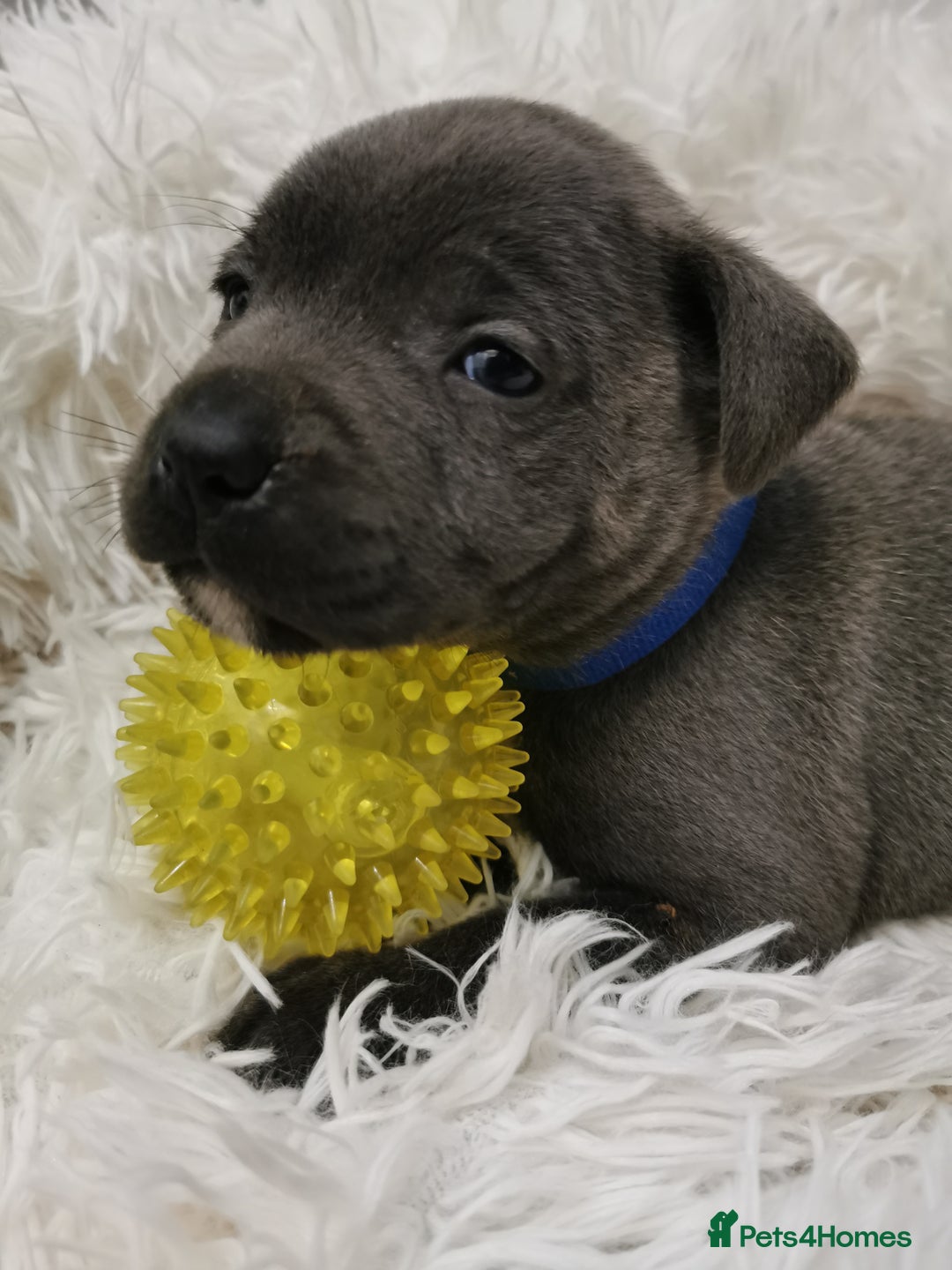 Staffordshire Bull Terrier dogs for sale: Staffordshire Bull Terrier puppies for sale  - Advert 27
