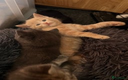 Mixed Breed cats for sale: Half mine coon half British  - Image 3