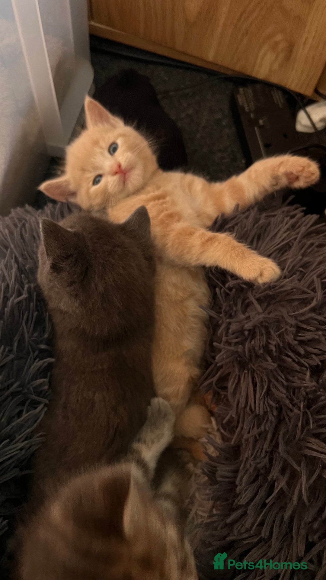 Mixed Breed cats for sale: Half mine coon half British  - Image 3