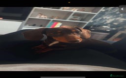 Miniature Dachshund dogs for sale: Miniature girl Dashound  - Image 4