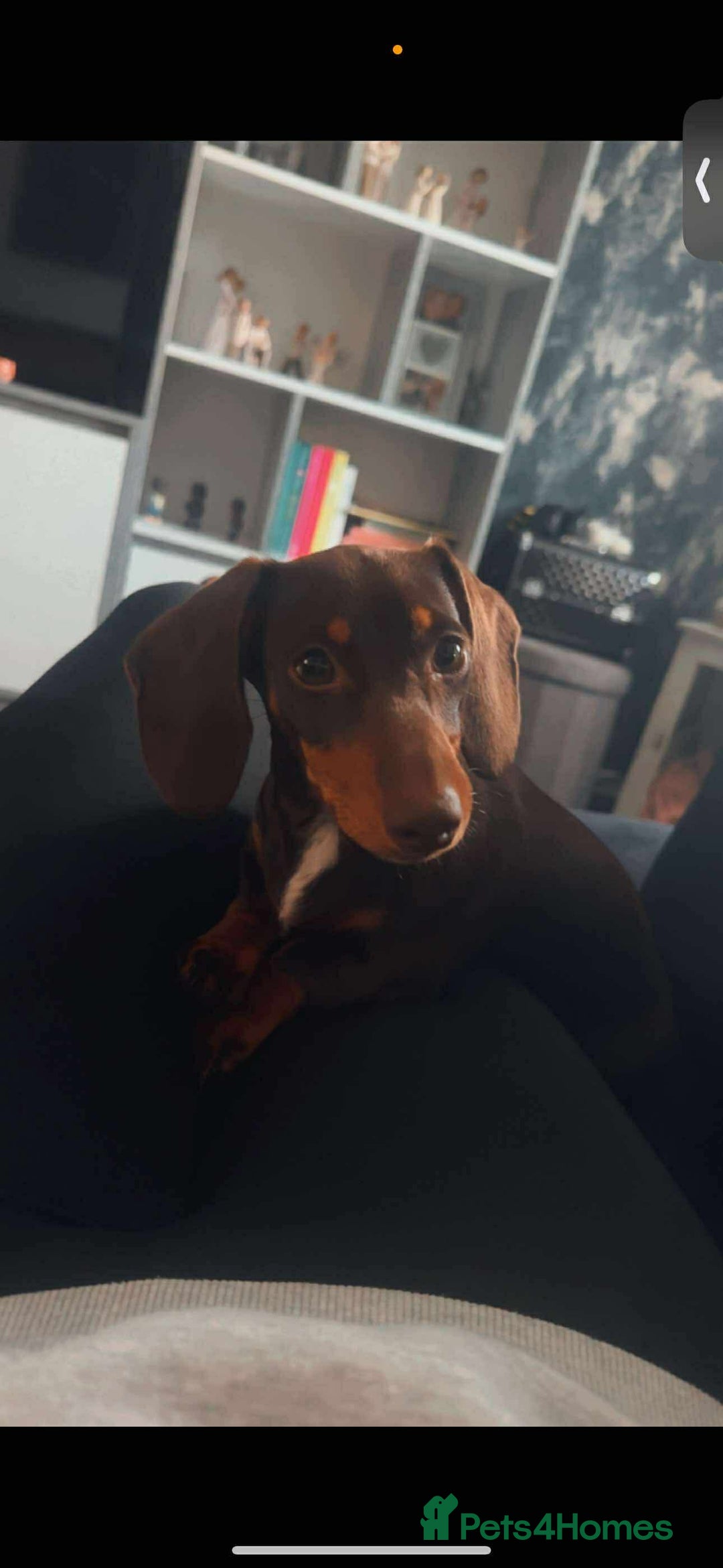 Miniature Dachshund dogs for sale: Miniature girl Dashound  - Image 4