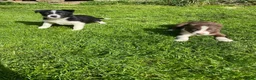 Border Collie dogs for sale: Border collies  - Advert 5