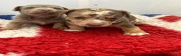 Jack Russell dogs for sale: Jack Russell Puppy - Advert 22