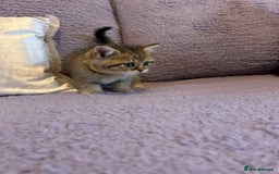 British Shorthair cats for sale: 🐾 Gorgeous British Shorthair Kittens 🐾 - Image 13