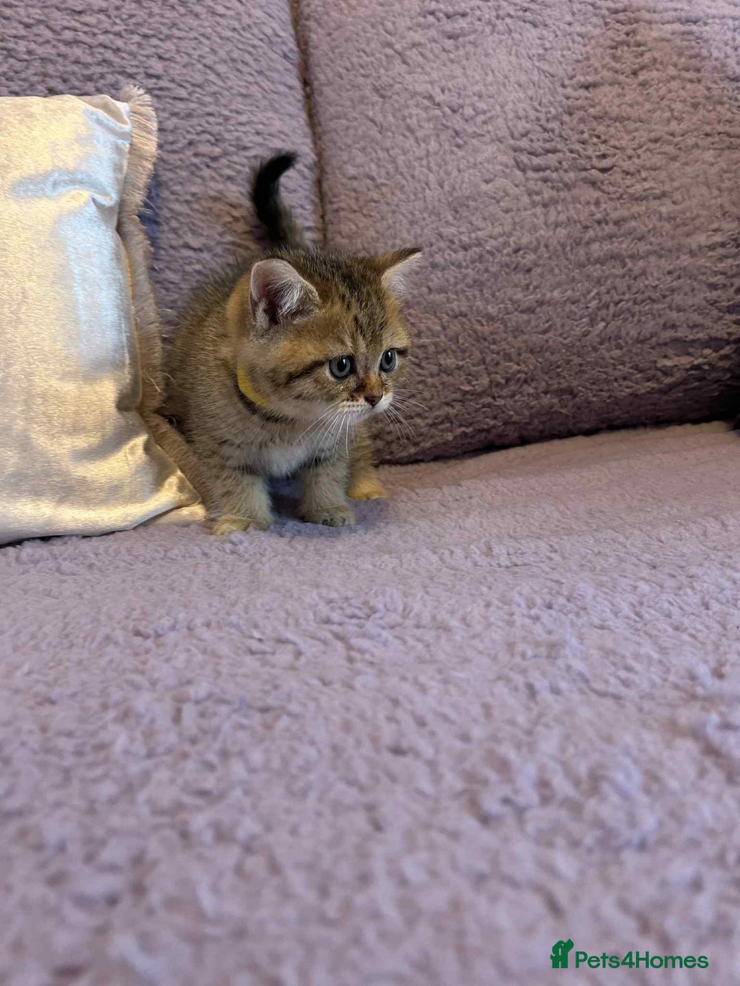 British Shorthair cats for sale: 🐾 Gorgeous British Shorthair Kittens 🐾 - Image 13