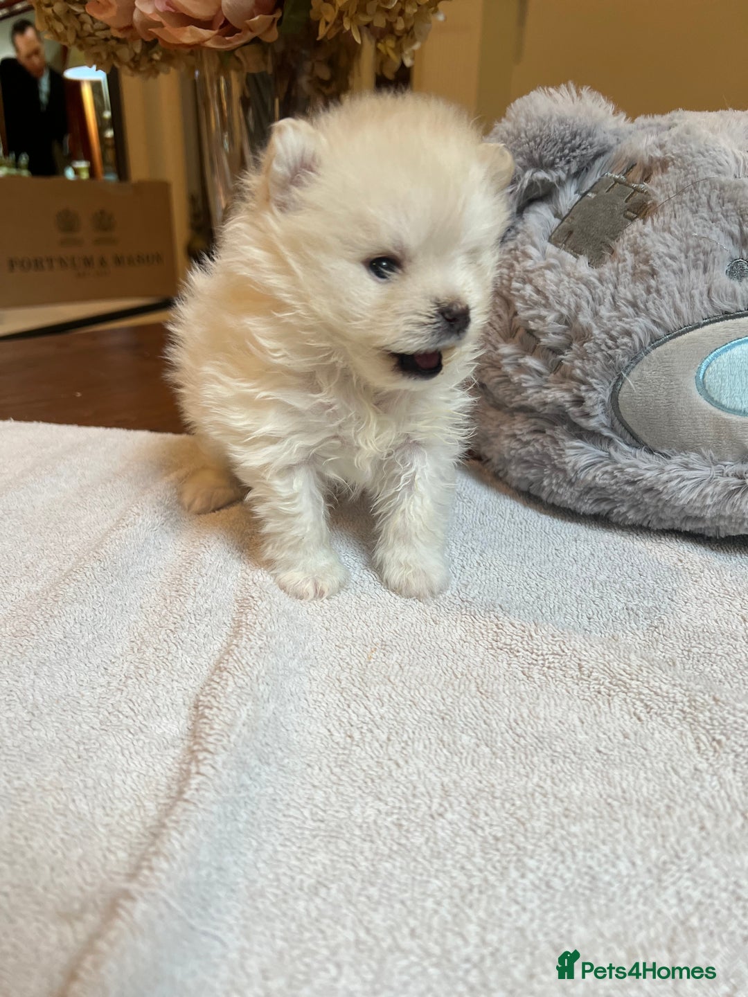 Pomeranian dogs for sale: Pomeranian puppies to die for - Advert 3