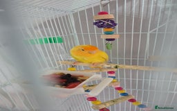 Lovebirds birds for sale: Love birds  - Image 3