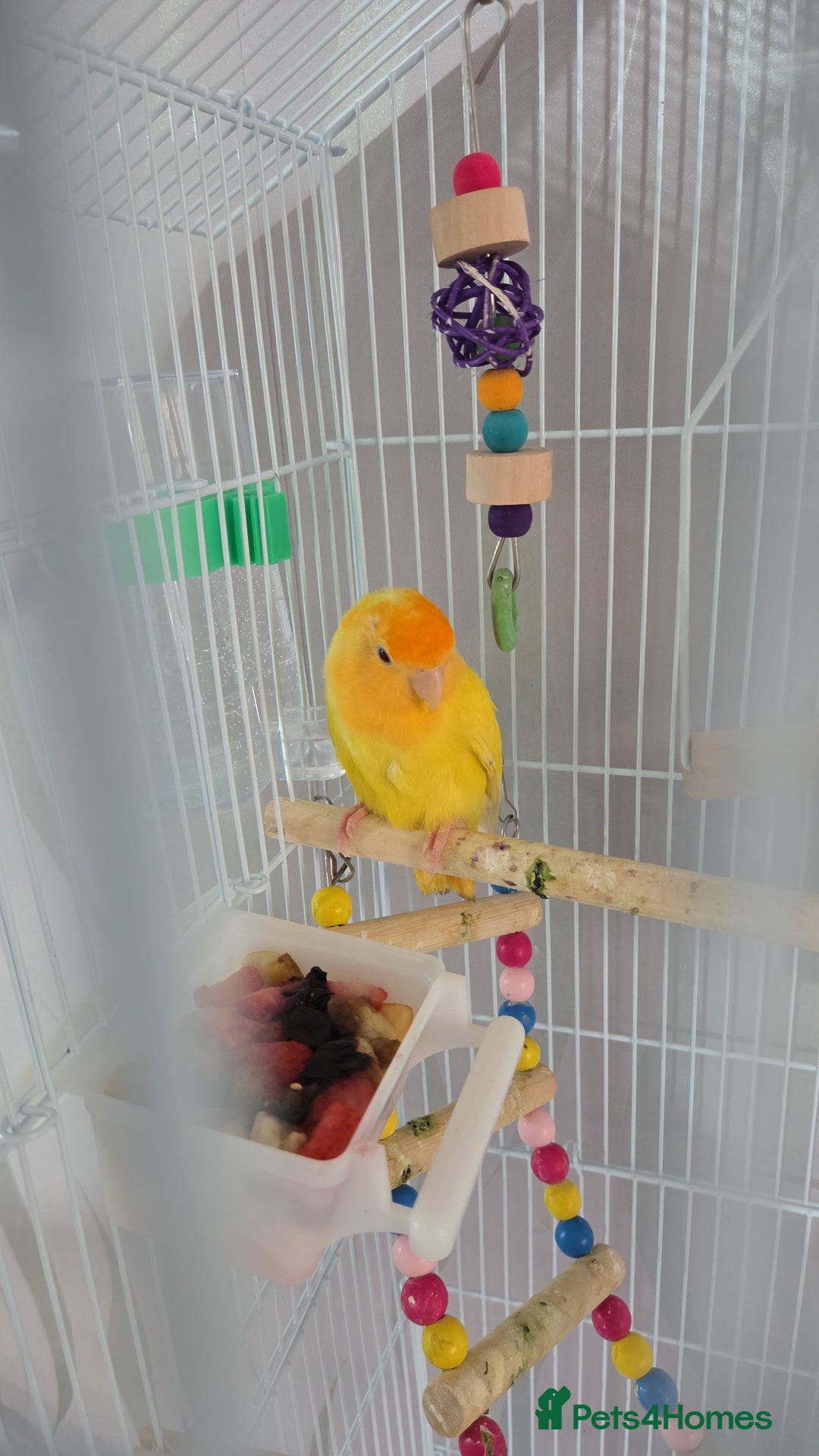 Lovebirds birds for sale: Love birds  - Image 3