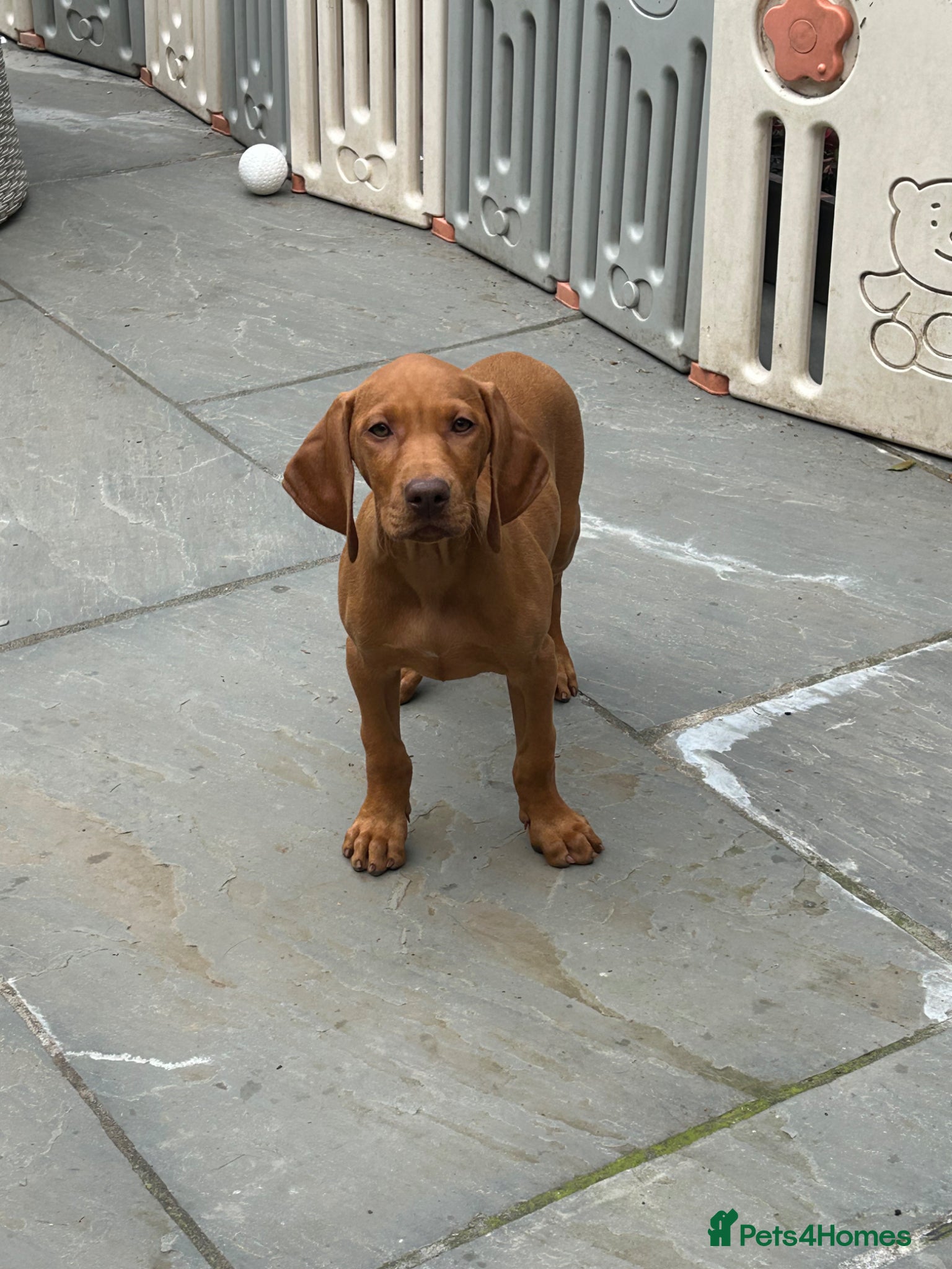 Hungarian Vizsla dogs KC Hungarian Vizsla puppies  - Advert 1