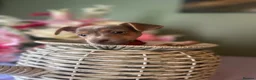 Jack Russell dogs for sale: Wenlock Jack Russells  - Advert 16