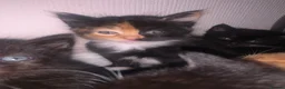 Mixed Breed cats for sale: Kittens - Advert 3