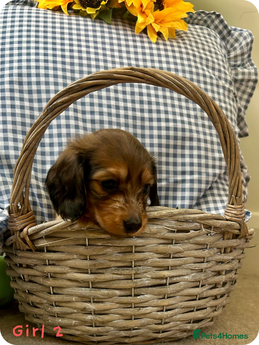 Miniature Dachshund dogs for sale: UPDATED PHOTOS - Long Haired Miniature Dachshunds  - Image 10