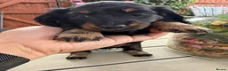 Miniature Dachshund dogs for sale:  Adorable Miniature Dachshund Puppies - Advert 17