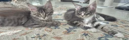 Maine Coon cats for sale: Paradaiseforyou Maine Coon Boys AVAILABLE (Large) - Advert 4
