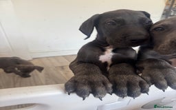 Great Dane dogs for sale: 7 left -12 beautiful Great Dane puppies black/blue - Image 2