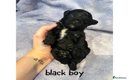 Mixed Breed dogs for sale: READY HALLOWEEN Stunning ShihpooXSproodle puppies - Image 4