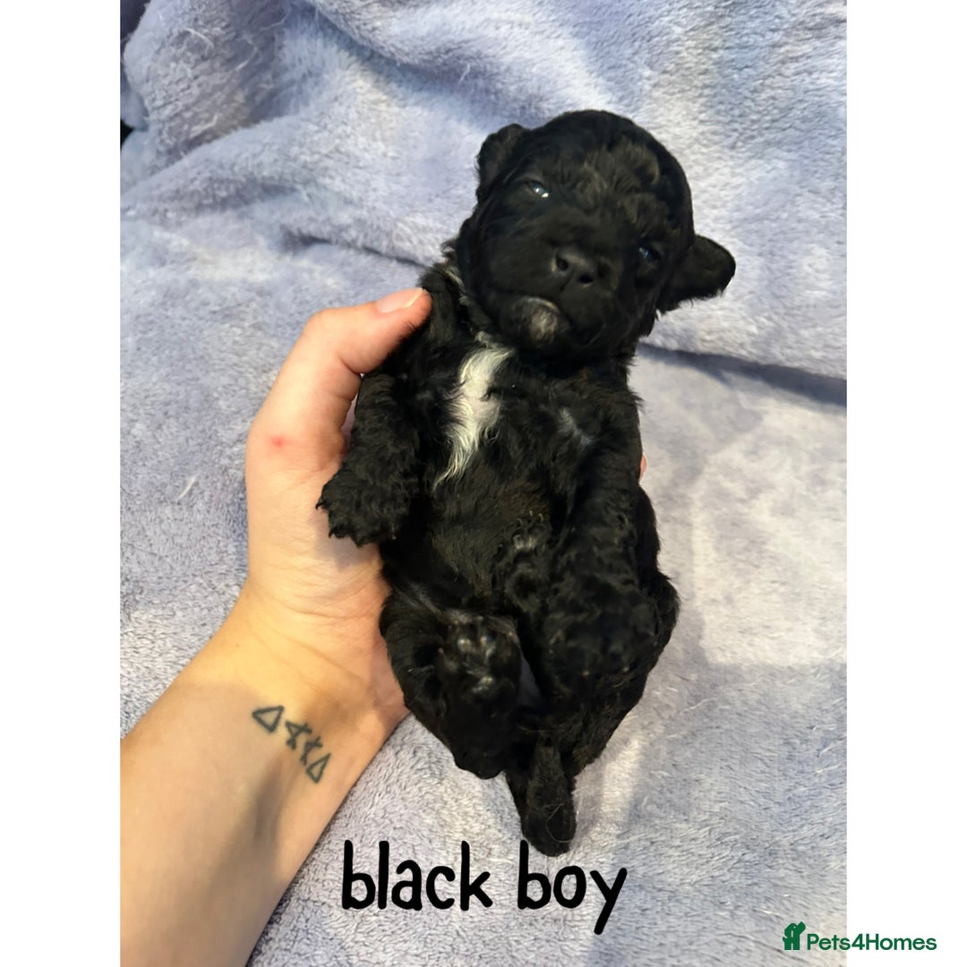 Mixed Breed dogs for sale: READY HALLOWEEN Stunning ShihpooXSproodle puppies - Image 4