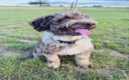 Miniature Poodle dogs for stud: Chocolate Merle Miniature Poodle Stud 🐾🐾🐾 - Image 1