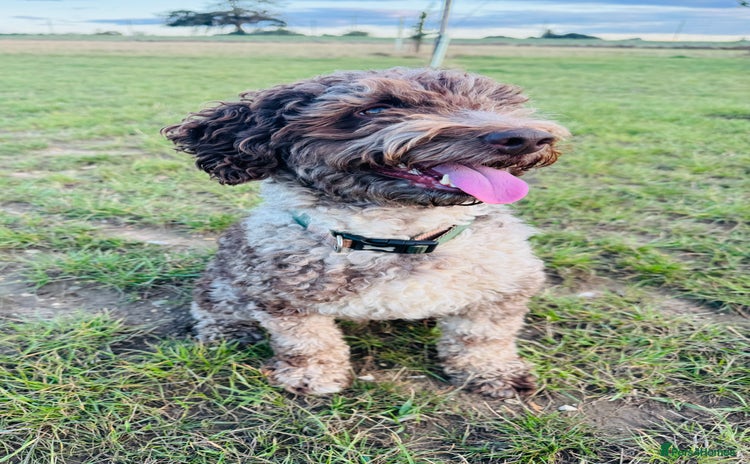 Miniature Poodle dogs - Advert 2
