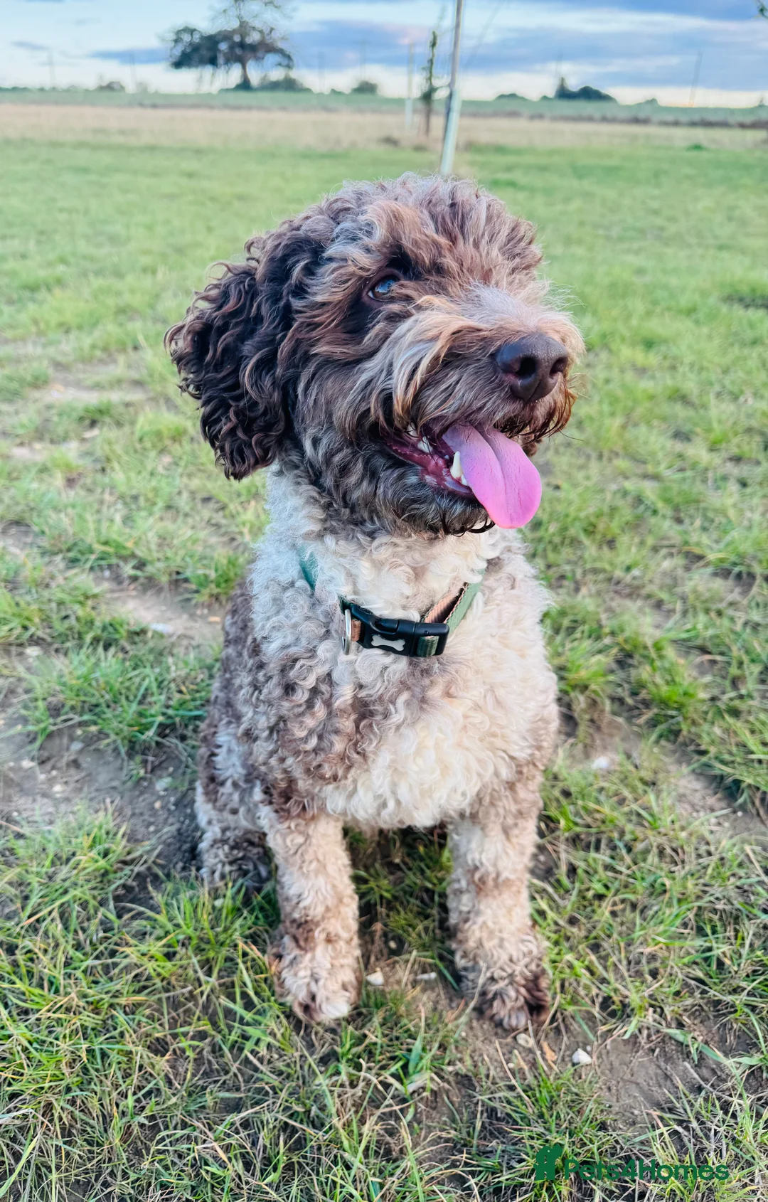 Miniature Poodle dogs for stud: Chocolate Merle Miniature Poodle Stud 🐾🐾🐾 - Advert 2