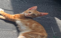 Mixed Breed cats for sale: Bengal kitten needing home ASAP - Image 1