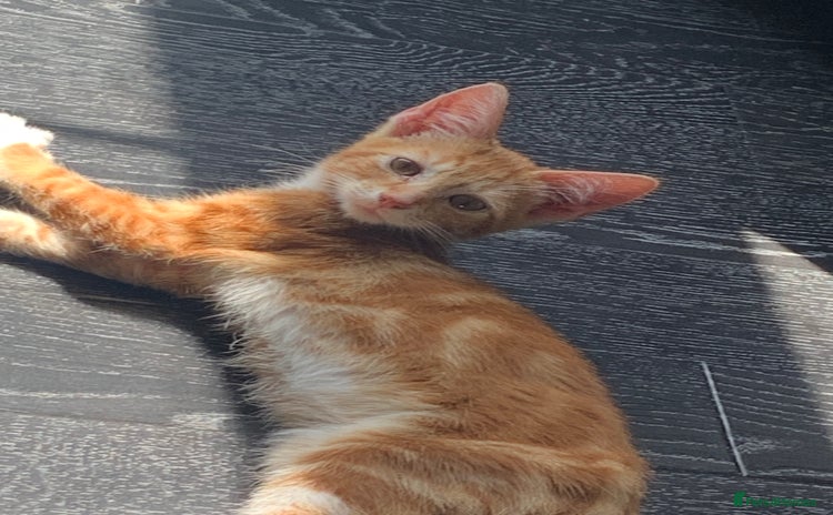 Mixed Breed cats - Advert 2
