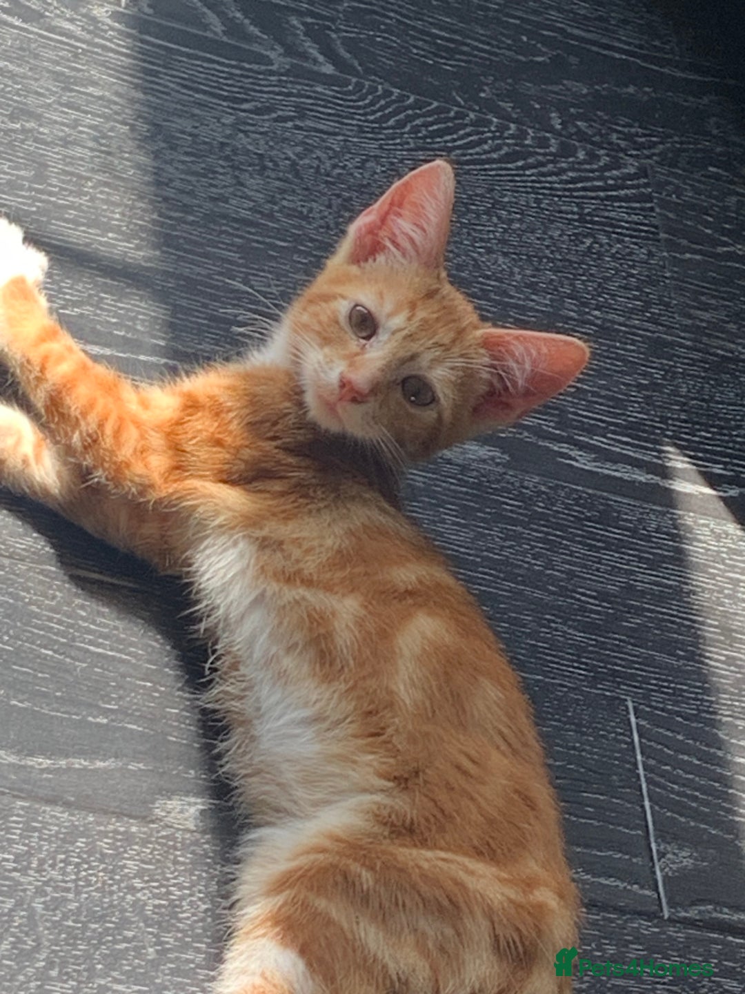 Mixed Breed cats for sale: Bengal kitten needing home ASAP - Image 1