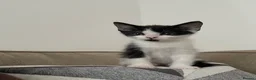 Domestic Shorthair cats for sale: Cat with behavioural issues  - Advert 22