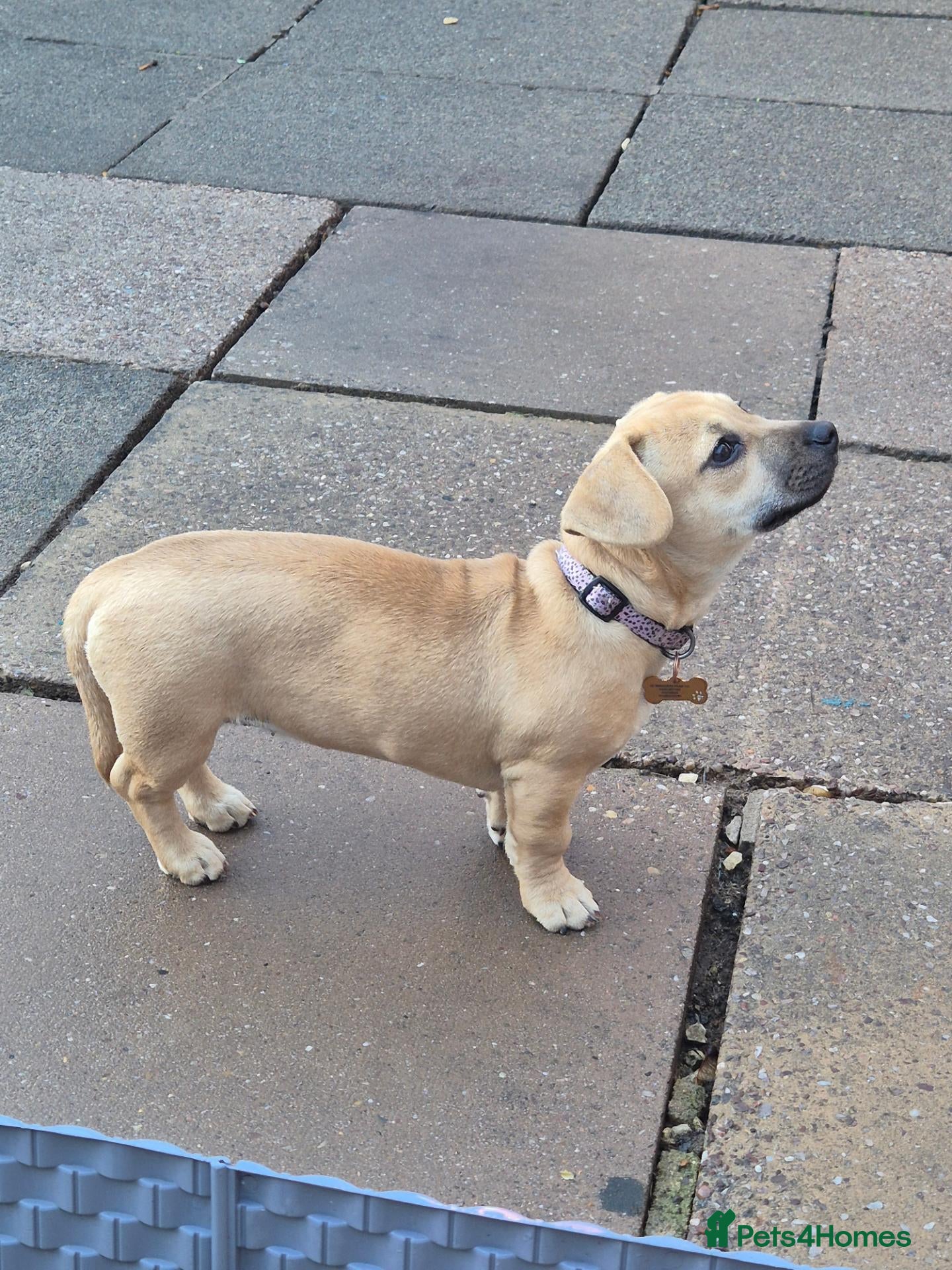 Mixed Breed dogs for sale: Dachshound x frenchie - Advert 3