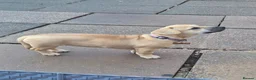 Mixed Breed dogs for sale: Dachshound x frenchie - Advert 1