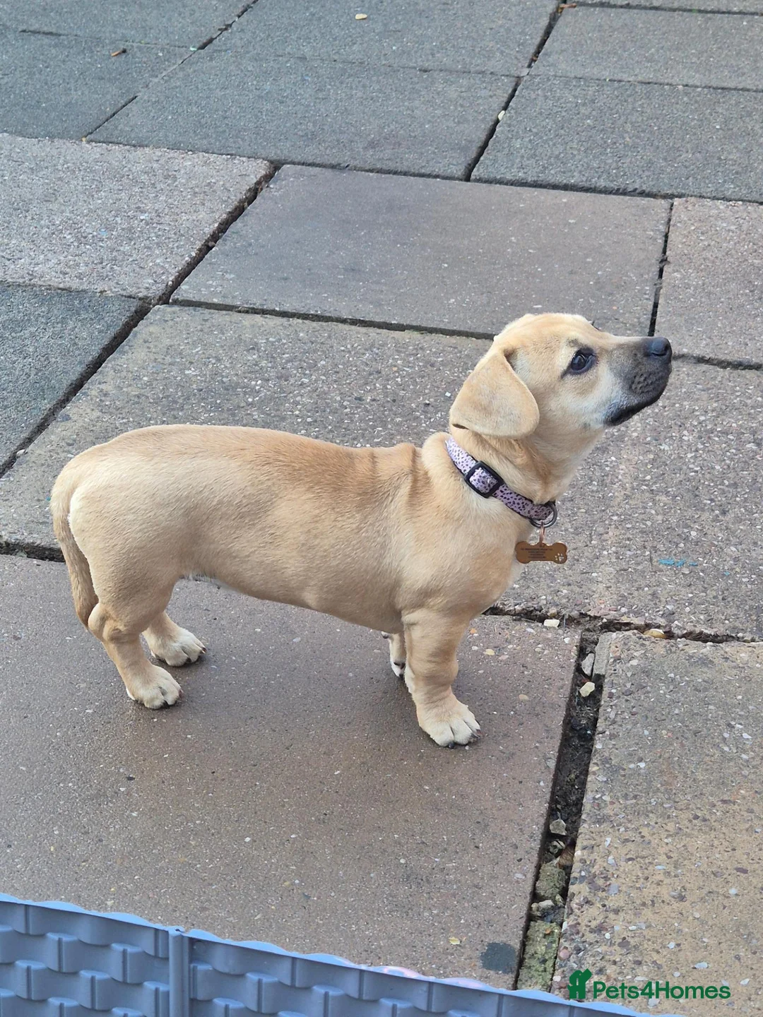 Mixed Breed dogs for sale: Dachshound x frenchie - Advert 1