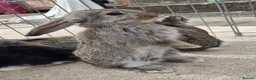 French Lop rabbits for sale: 10 beautiful show quality french lop kits  - Advert 10